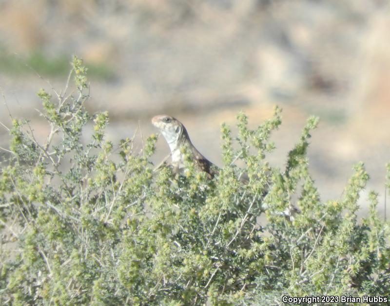 Northern Desert Iguana (Dipsosaurus dorsalis dorsalis)