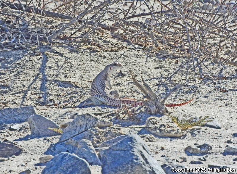 Northern Desert Iguana (Dipsosaurus dorsalis dorsalis)