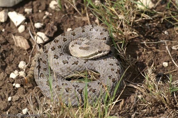 Eastern Twin-spottd Rattlesnake (Crotalus pricei miquihuanus)