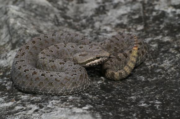 Eastern Twin-spottd Rattlesnake (Crotalus pricei miquihuanus)