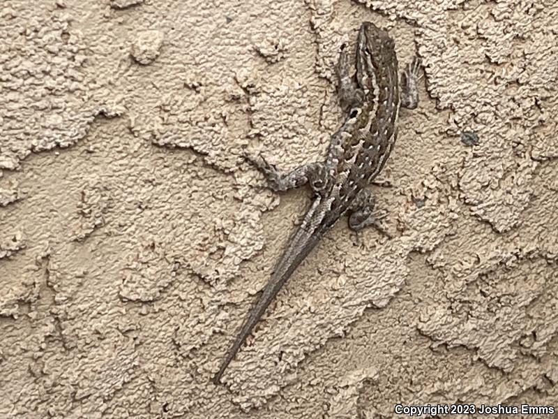 Eastern Side-blotched Lizard (Uta stansburiana stejnegeri)