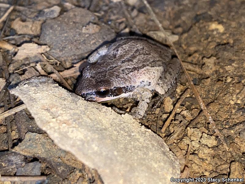 Upland Chorus Frog (Pseudacris feriarum)