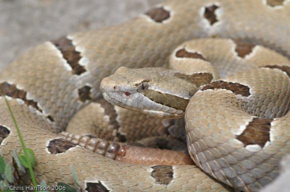 Tamaulipan Rock Rattlesnake (Crotalus lepidus morulus)