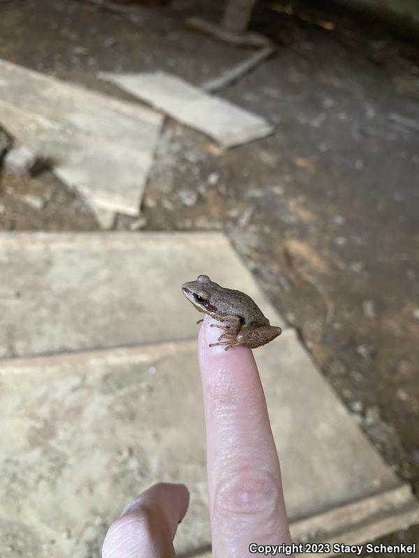 Upland Chorus Frog (Pseudacris feriarum)