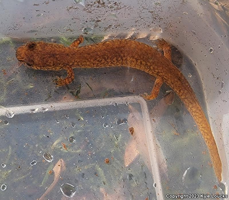 Northern Spring Salamander (Gyrinophilus porphyriticus porphyriticus)