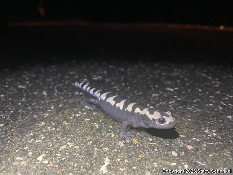 Marbled Salamander (Ambystoma opacum)