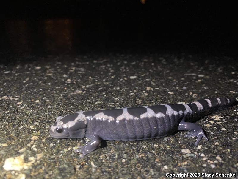 Marbled Salamander (Ambystoma opacum)