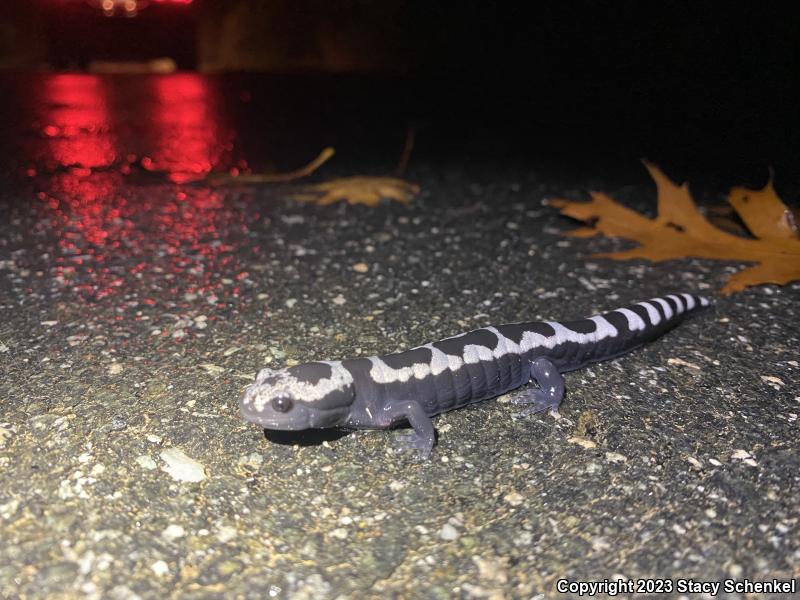 Marbled Salamander (Ambystoma opacum)