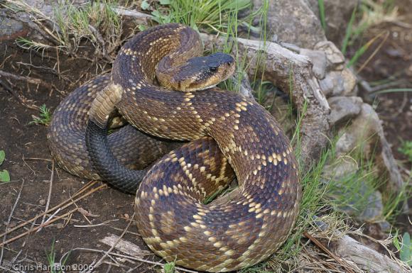 Mexican Black-tailed Rattlesnake (Crotalus molossus nigrescens)