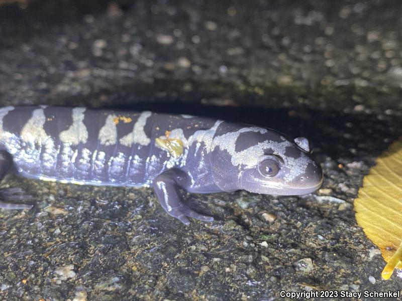 Marbled Salamander (Ambystoma opacum)