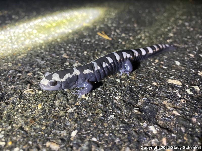 Marbled Salamander (Ambystoma opacum)