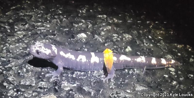 Marbled Salamander (Ambystoma opacum)