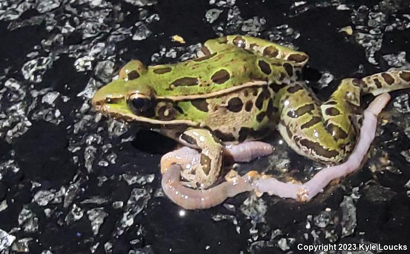 Southern Leopard Frog (Lithobates sphenocephalus utricularius)