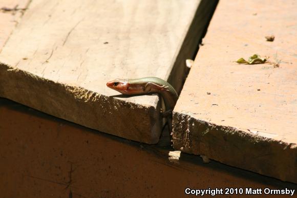 Broadhead Skink (Plestiodon laticeps)