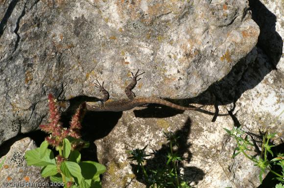 Texas Tree Lizard (Urosaurus ornatus ornatus)