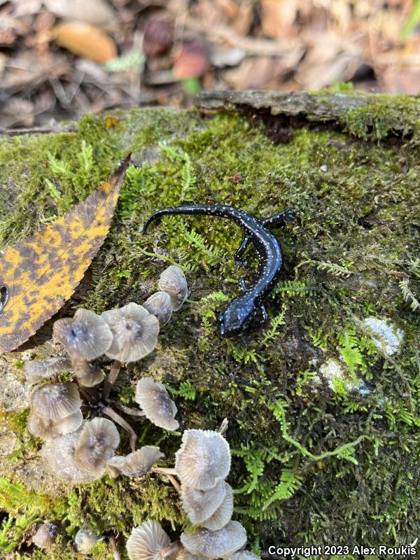 Southeastern Slimy Salamander (Plethodon grobmani)