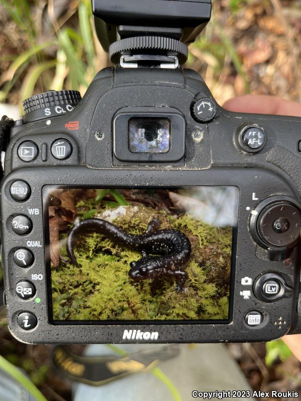 Southeastern Slimy Salamander (Plethodon grobmani)