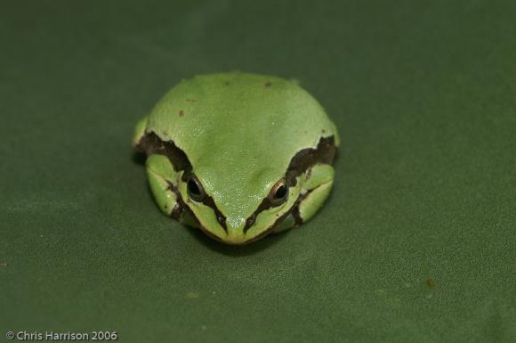 Mountain Treefrog (Hyla eximia)