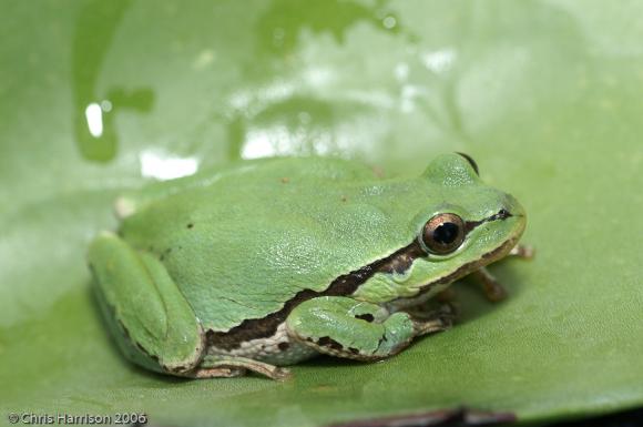 Mountain Treefrog (Hyla eximia)