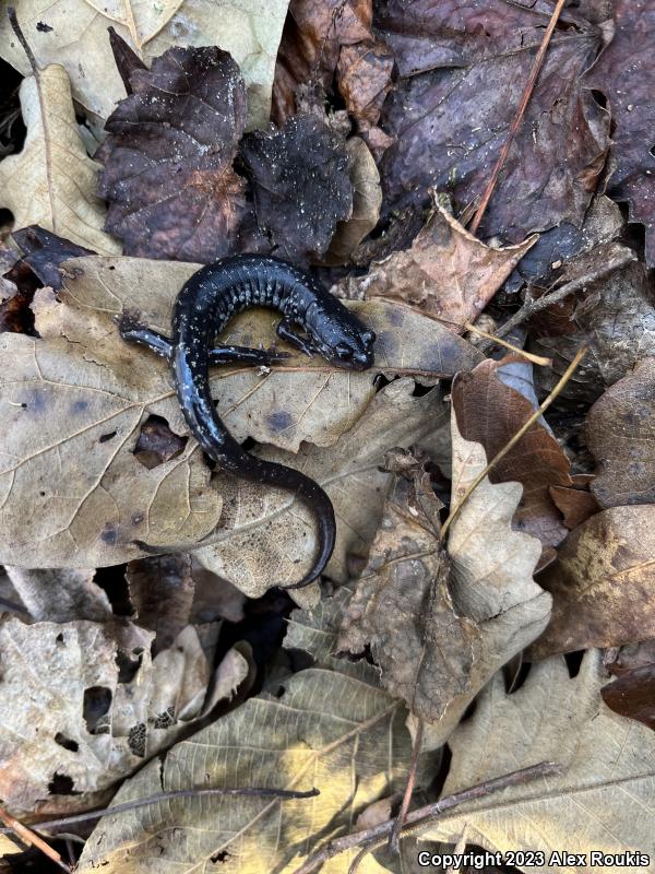 Southeastern Slimy Salamander (Plethodon grobmani)