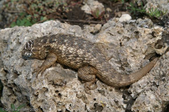 Southern Rough Lizard (Sceloporus horridus horridus)