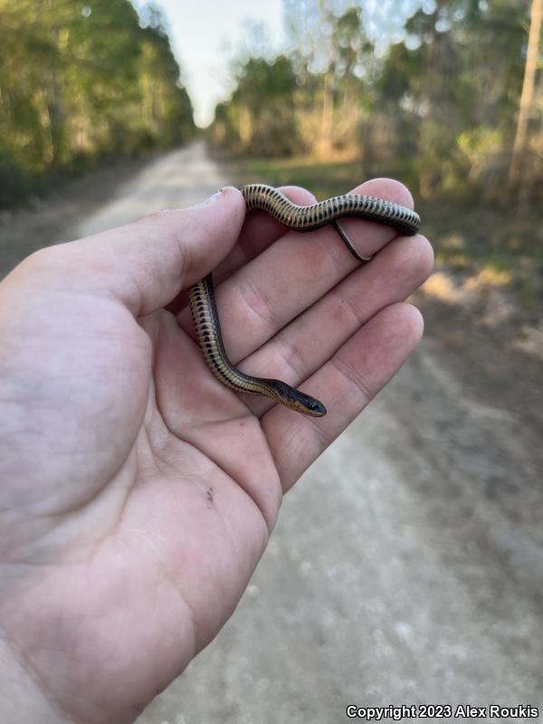 Striped Crayfish Snake (Regina alleni)