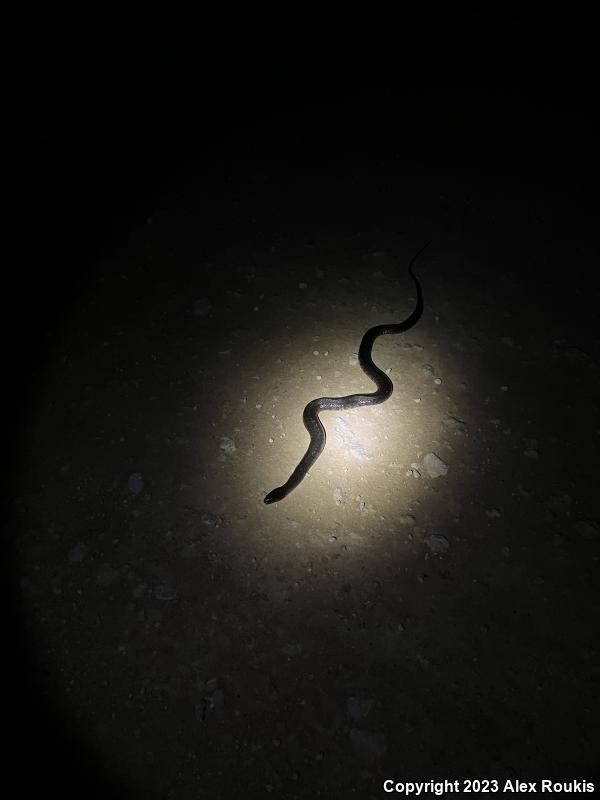 Florida Green Watersnake (Nerodia floridana)