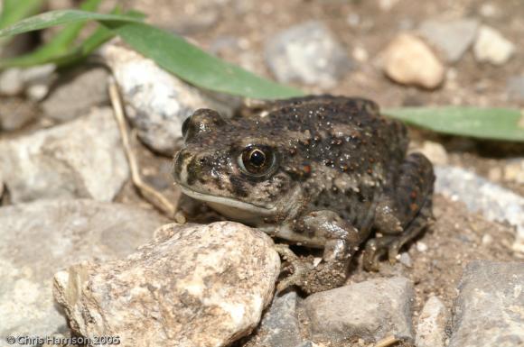 Mexican Spadefoot (Spea multiplicata)