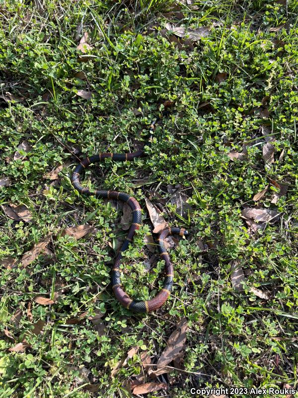 Eastern Coral Snake (Micrurus fulvius)