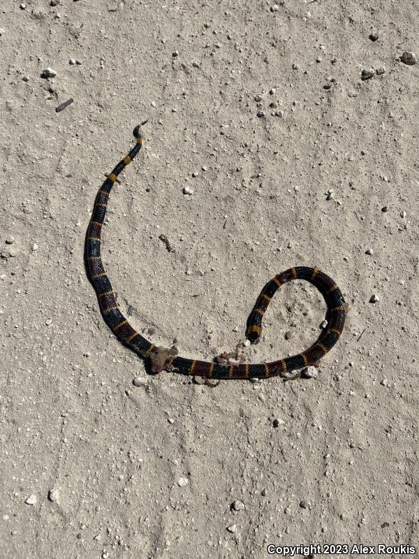 Eastern Coral Snake (Micrurus fulvius)