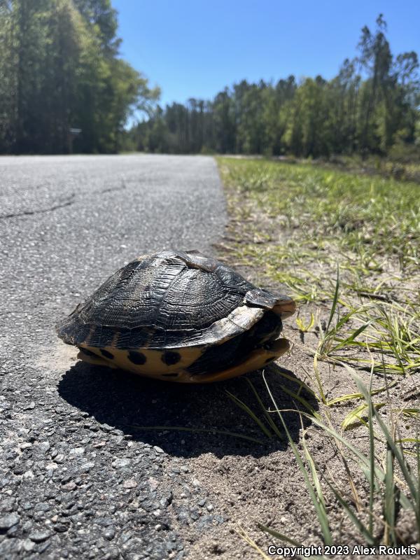 Yellow-bellied Slider (Trachemys scripta scripta)