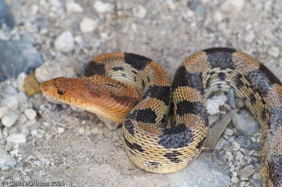 Northern Mexican Bullsnake (Pituophis deppei jani)