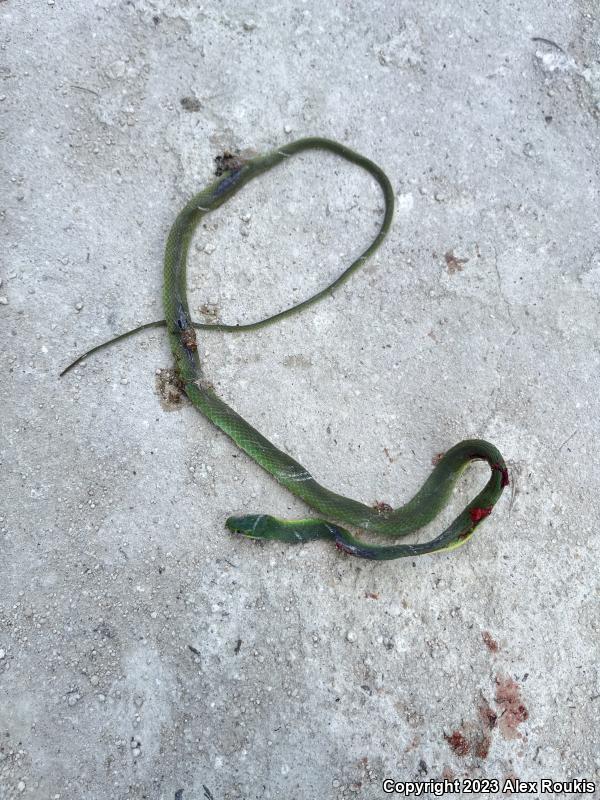 Florida Rough Greensnake (Opheodrys aestivus carinatus)