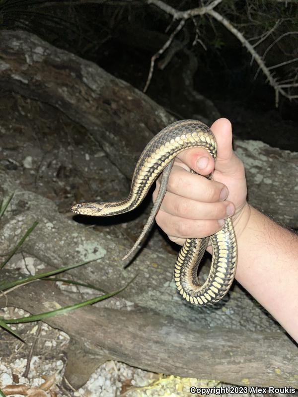 Gulf Saltmarsh Snake (Nerodia clarkii clarkii)