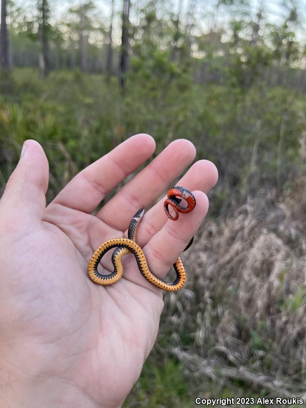 Southern Ring-necked Snake (Diadophis punctatus punctatus)