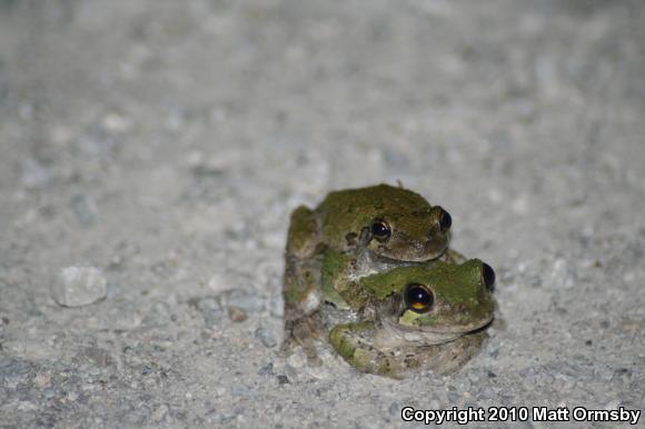 Gray Treefrog (Hyla versicolor)