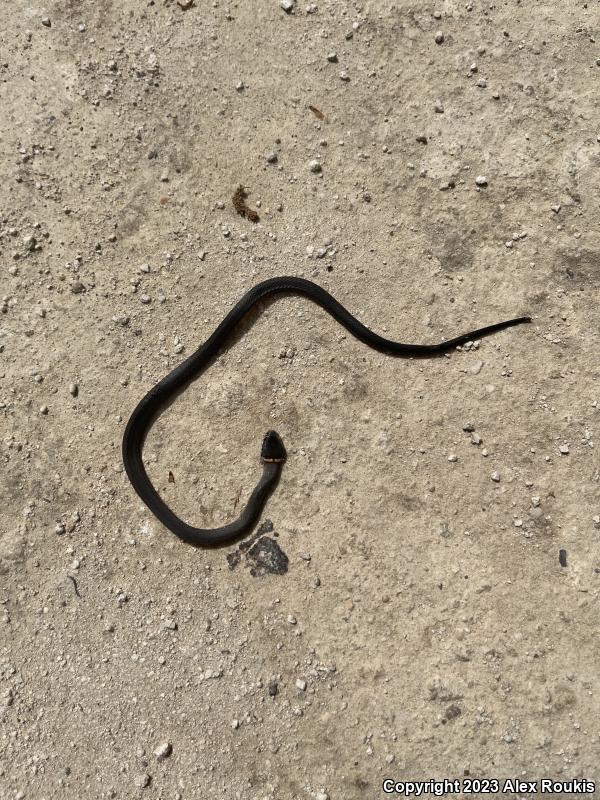 Southern Ring-necked Snake (Diadophis punctatus punctatus)