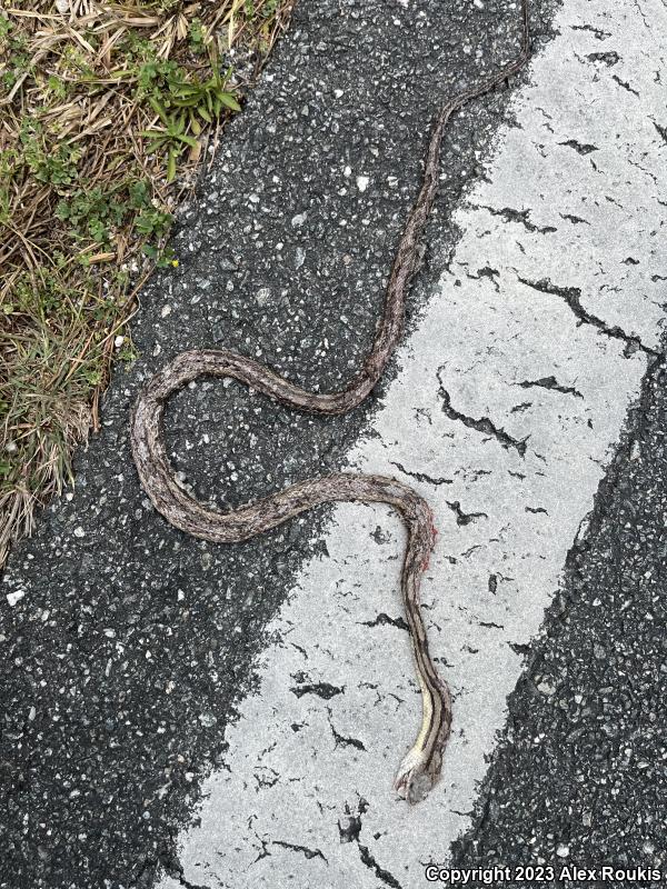 Yellow Ratsnake (Pantherophis obsoletus quadrivittatus)