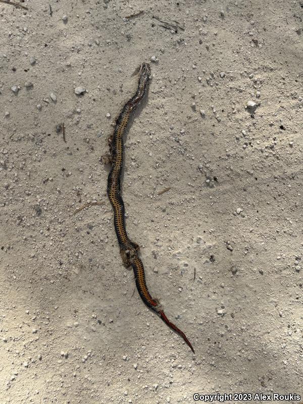 Southern Ring-necked Snake (Diadophis punctatus punctatus)