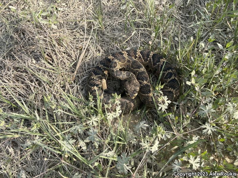 Eastern Diamond-backed Rattlesnake (Crotalus adamanteus)