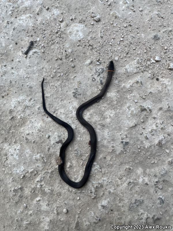 Southern Ring-necked Snake (Diadophis punctatus punctatus)