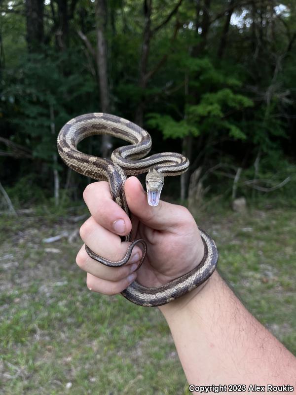 Yellow Ratsnake (Pantherophis obsoletus quadrivittatus)