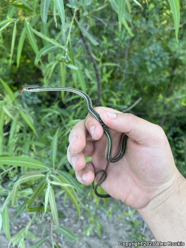 Peninsula Ribbonsnake (Thamnophis sauritus sackenii)