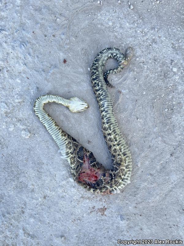 Eastern Diamond-backed Rattlesnake (Crotalus adamanteus)