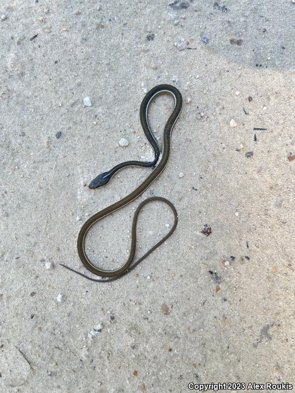 Peninsula Ribbonsnake (Thamnophis sauritus sackenii)