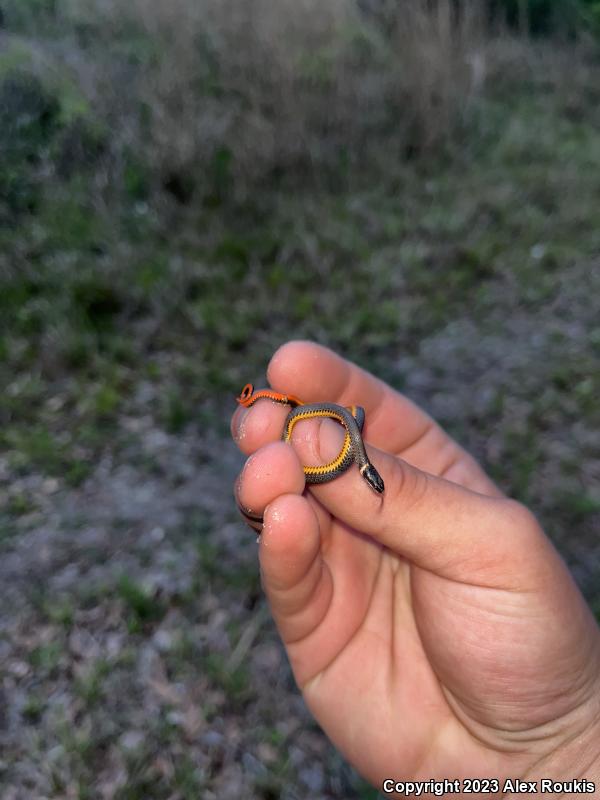 Southern Ring-necked Snake (Diadophis punctatus punctatus)