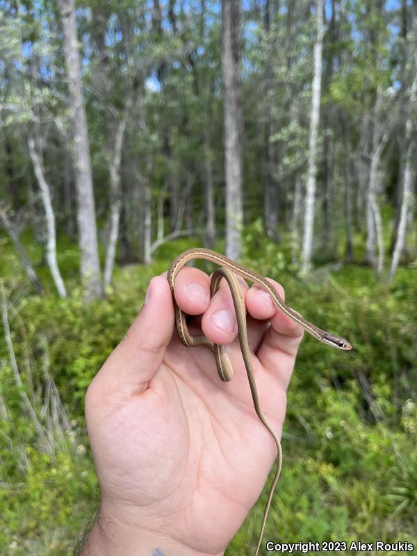 Peninsula Ribbonsnake (Thamnophis sauritus sackenii)