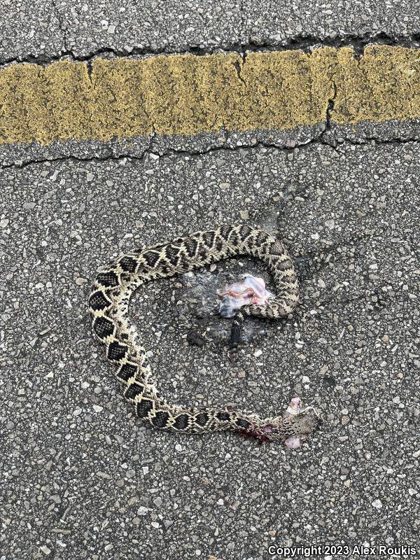 Eastern Diamond-backed Rattlesnake (Crotalus adamanteus)