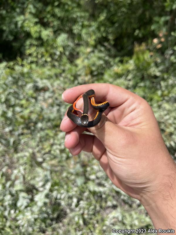 Southern Ring-necked Snake (Diadophis punctatus punctatus)