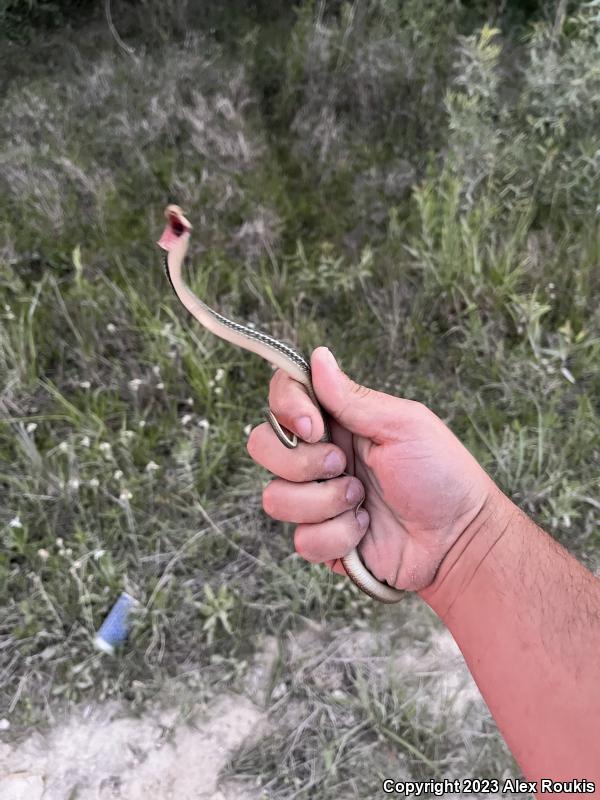 Peninsula Ribbonsnake (Thamnophis sauritus sackenii)